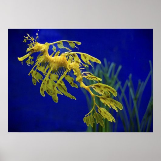 Zee paard poster (Voorkant)