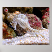 Zee ​ ​ paarden poster (Voorkant)