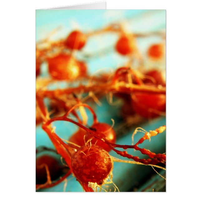 Zee planten (Voorkant)