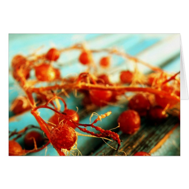 Zee planten (Voorkant Horizontaal)