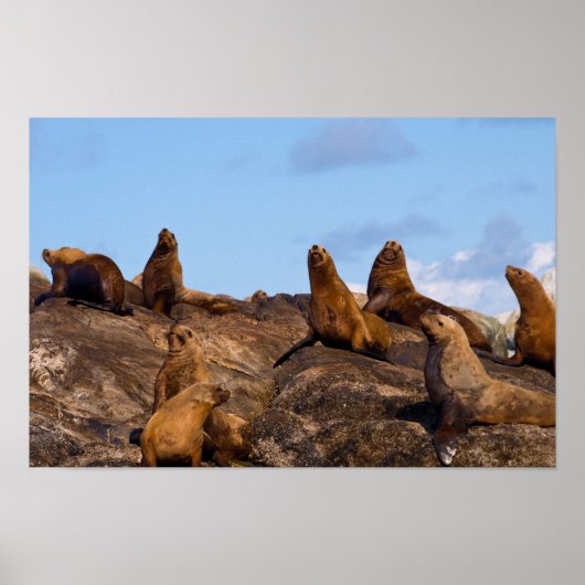 Zee Poster leeuw (Voorkant)