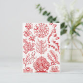 Zee Red Alga, Florideae Rotalgen, door Ernst Haeck Briefkaart (Staand voorkant)