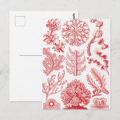 Zee Red Alga, Florideae Rotalgen, door Ernst Haeck Briefkaart (Voorkant / Achterkant)