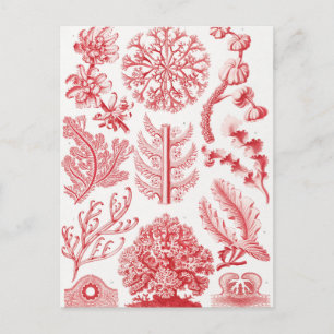 Zee Red Alga, Florideae Rotalgen, door Ernst Haeck Briefkaart