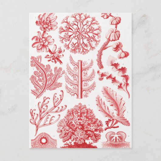 Zee Red Alga, Florideae Rotalgen, door Ernst Haeck Briefkaart (Voorkant)