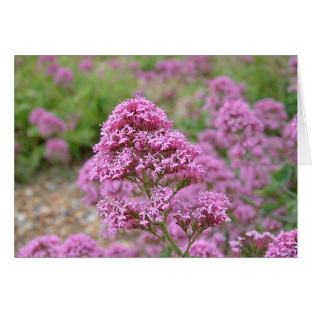Zee Roze (Voorkant Horizontaal)