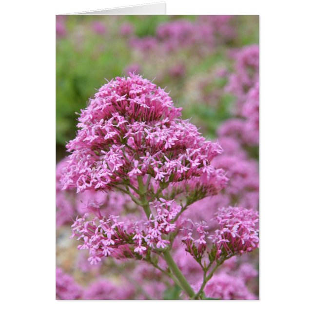 Zee Roze (Voorkant)