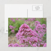 Zee Roze Briefkaart (Voorkant / Achterkant)
