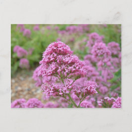 Zee Roze Briefkaart