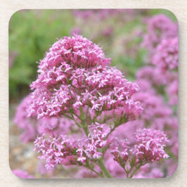 Zee Roze Onderzetter