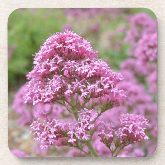 Zee Roze Onderzetter (Voorkant)