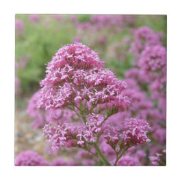 Zee Roze Tegeltje