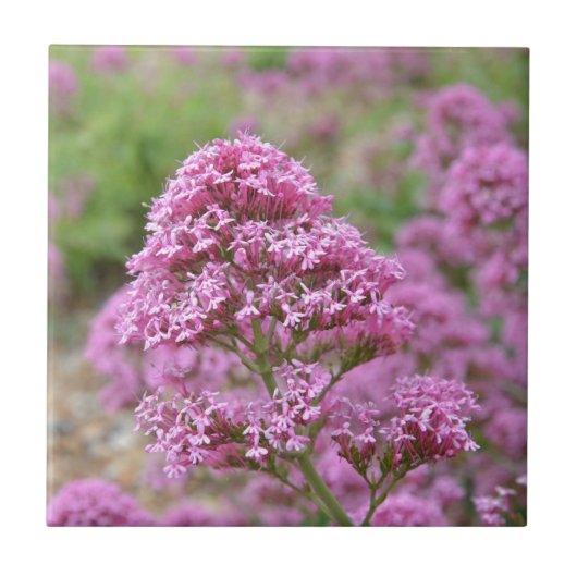 Zee Roze Tegeltje (Voorkant)
