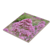 Zee Roze Tegeltje (Zijkant)