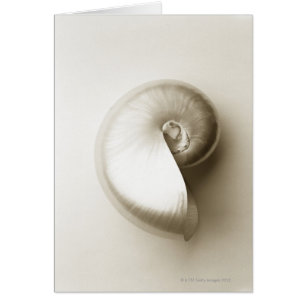 Zee schelp 2