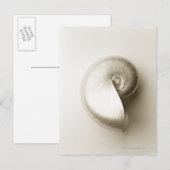 Zee schelp van geparelde nautilus 2 briefkaart (Voorkant / Achterkant)