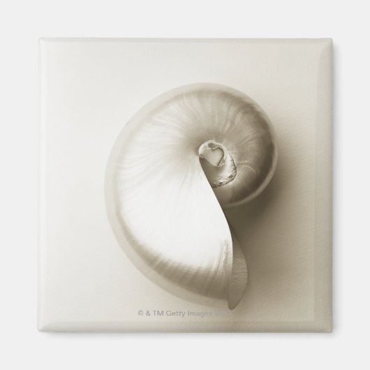 Zee schelp van geparelde nautilus 2 magneet (Voorkant)