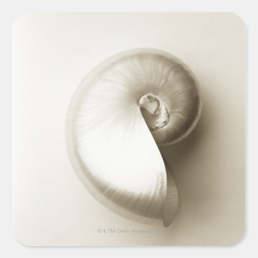 Zee schelp van geparelde nautilus 2 vierkante sticker (Voorkant)