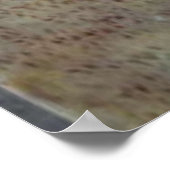 zee schelpdiervis poster (Hoek)