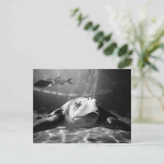 Zee schildpad briefkaart (Staand voorkant)