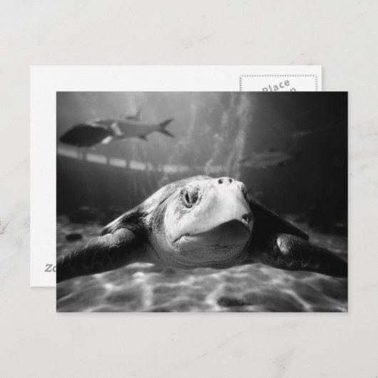 Zee schildpad briefkaart (Voorkant / Achterkant)