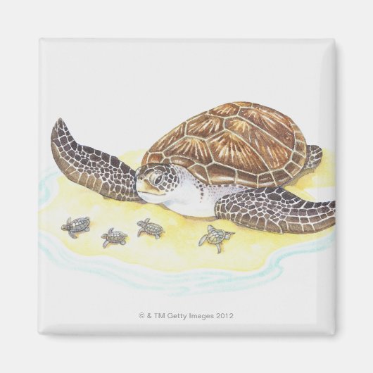 Zee schildpad en baby's magneet (Voorkant)