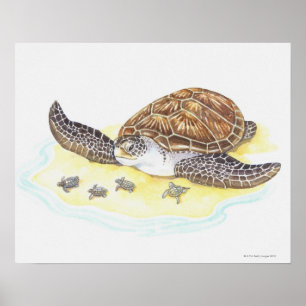 Zee schildpad en baby's poster