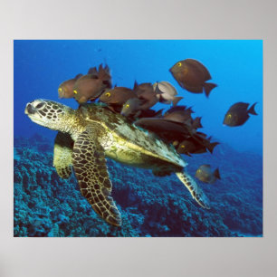 Zee schildpad en vis afdrukken poster