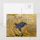 Zee schildpad in het Briefkaart Golden Waters (Voorkant / Achterkant)