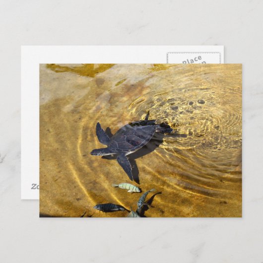 Zee schildpad in het Briefkaart Golden Waters (Voorkant / Achterkant)