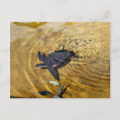 Zee schildpad in het Briefkaart Golden Waters (Voorkant)