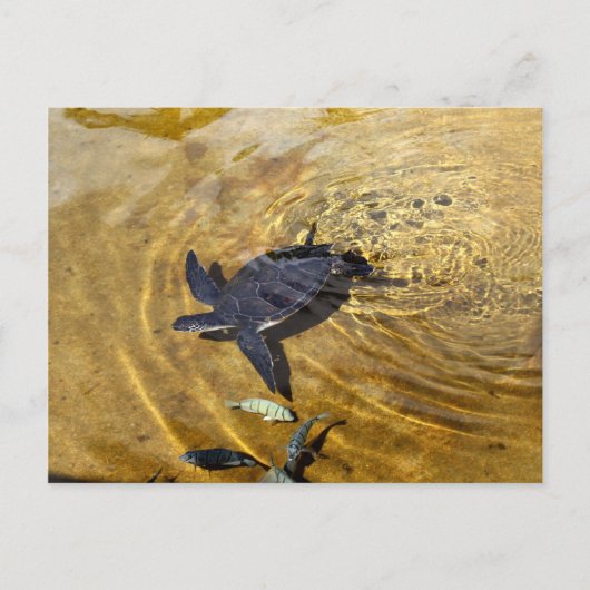 Zee schildpad in het Briefkaart Golden Waters (Voorkant)