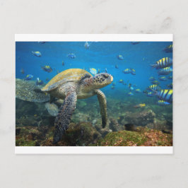 Zee schildpad in lagune Galapagos Briefkaart