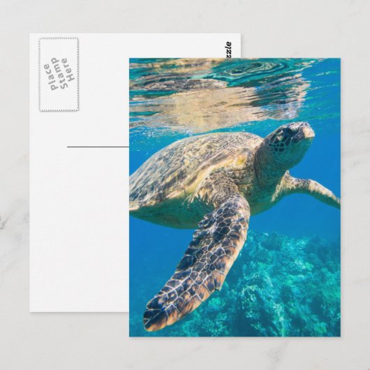 Zee schildpad, marinier, chelonioidea, reptiel briefkaart (Voorkant / Achterkant)