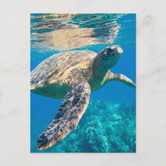 Zee schildpad, marinier, chelonioidea, reptiel briefkaart (Voorkant)