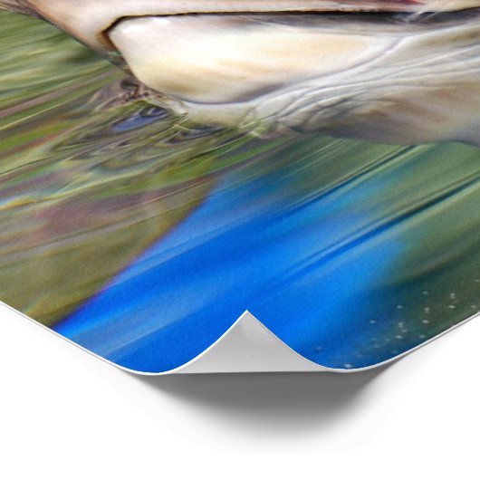 Zee schildpad omhoog Poster (Hoek)