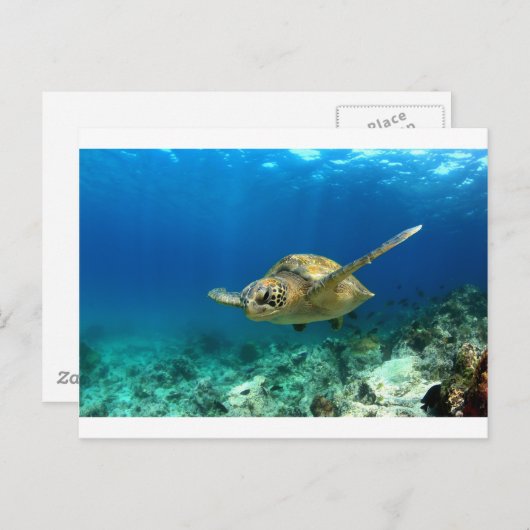 Zee schildpad onderwater briefkaart (Voorkant / Achterkant)