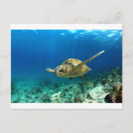 Zee schildpad onderwater briefkaart
