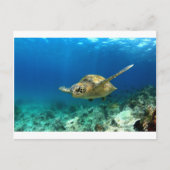 Zee schildpad onderwater briefkaart (Voorkant)