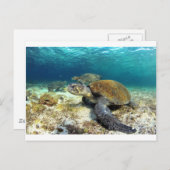 Zee schildpad ontspannend onderwater in tropische  briefkaart (Voorkant / Achterkant)