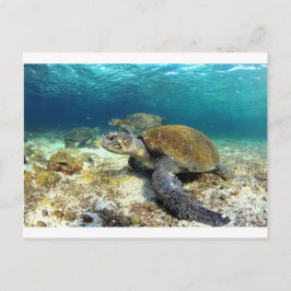 Zee schildpad ontspannend onderwater in tropische briefkaart