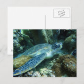 Zee Schildpad op de zeebodem Foto Briefkaart (Voorkant / Achterkant)