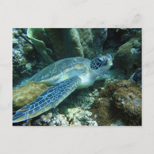 Zee Schildpad op de zeebodem Foto Briefkaart (Voorkant)