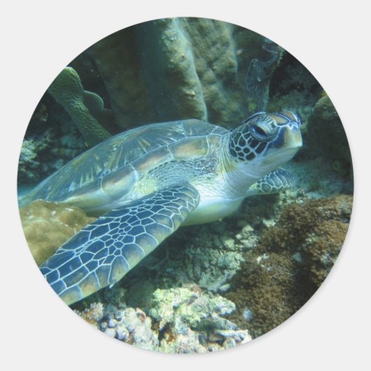 Zee Schildpad op de zeebodem Foto Ronde Sticker (Voorkant)