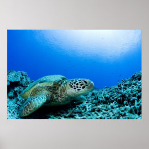 Zee schildpad rust onder water 2 poster