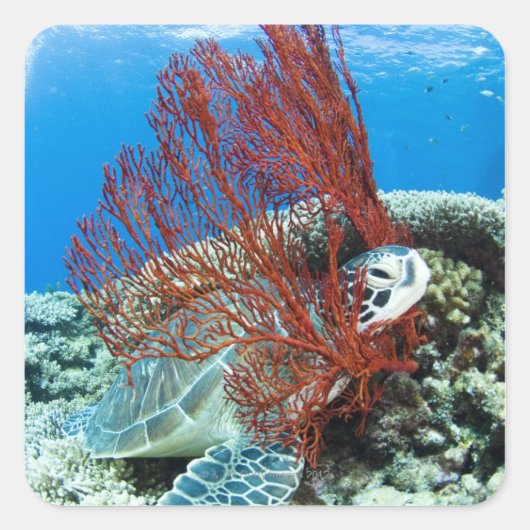 Zee schildpad rust onder water 2 vierkante sticker (Voorkant)