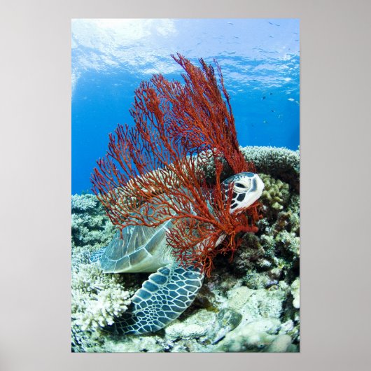 Zee schildpad rust onder water poster (Voorkant)