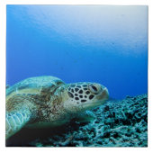 Zee schildpad rust onder water tegeltje (Voorkant)