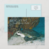 Zee Schildpad rust onderwater, Biscayne Bay, FL Briefkaart (Voorkant / Achterkant)