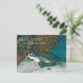 Zee Schildpad rust onderwater, Biscayne Bay, FL Briefkaart (Staand voorkant)